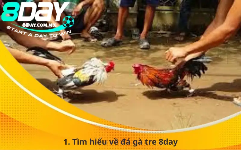 1. Tìm hiểu về đá gà tre 8day