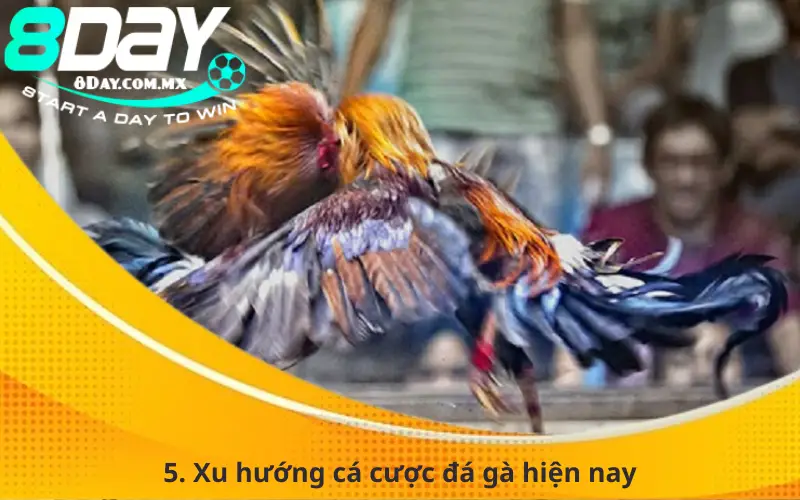 5. Xu hướng cá cược đá gà hiện nay